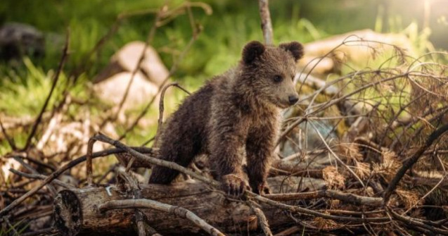 Doi pui de urs au fost loviti mortal de un tren, in zona Lunca de Sus