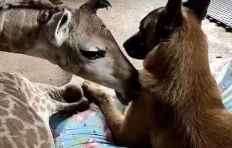 Un caine s-a imprietenit cu un pui de girafa abandonat la nastere/ VIDEO