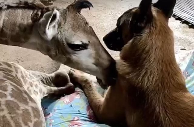 Un caine s-a imprietenit cu un pui de girafa abandonat la nastere/ VIDEO