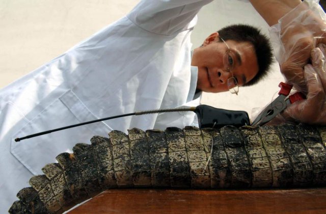 Hermes isi creste propriii crocodili pentru genti