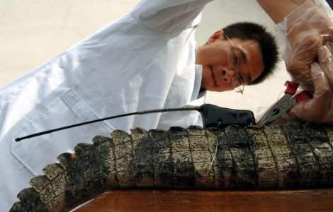 Hermes isi creste propriii crocodili pentru genti