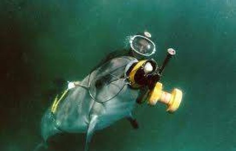  Video  Rusii ar putea instrui delfini de razboi pentru iranieni