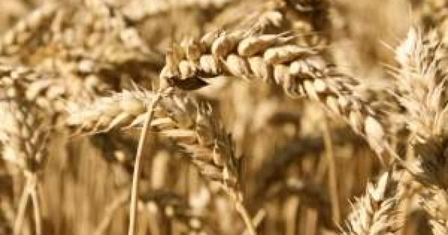 Constantin: Seceta ar putea afecta si culturile de toamna