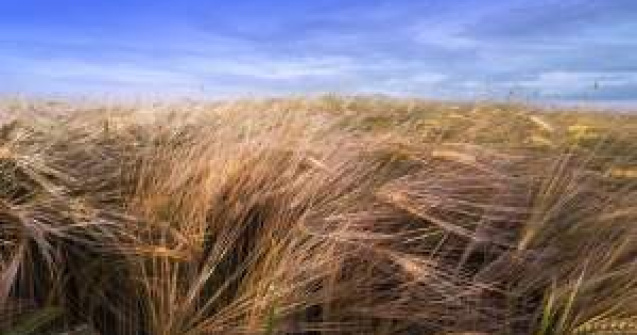 Ministrul Agriculturii: Vom limita cumpararea de terenuri de catre straini, din 2014