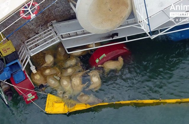 Animals International: Incidentul din portul Midia putea fi evitat daca Romania nu ar mai exporta animale vii