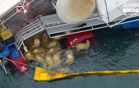 Animals International: Incidentul din portul Midia putea fi evitat daca Romania nu ar mai exporta animale vii