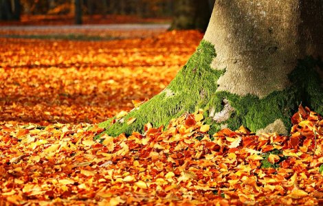 Vremea se incalzeste in aceasta saptamana, urmand ca valorile termice sa scada dupa 30 noiembrie