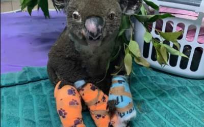 Ursul koala salvat de o...