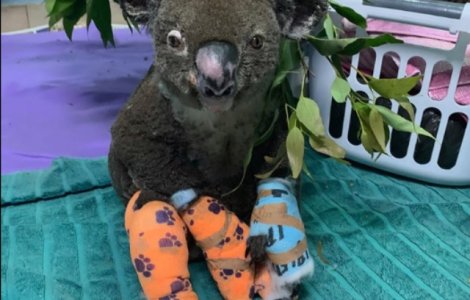 Ursul koala salvat de femeie din mjilocul flacarilor a fost eutanasiat