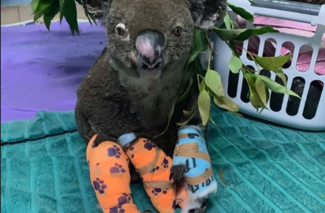 Ursul koala salvat de o femeie din mjilocul flacarilor a fost eutanasiat
