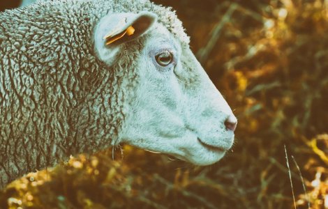 Reprezentantii unui ONG, despre oile salvate din Portul Midia: Le-au aruncat intr-o duba si au plecat imediat