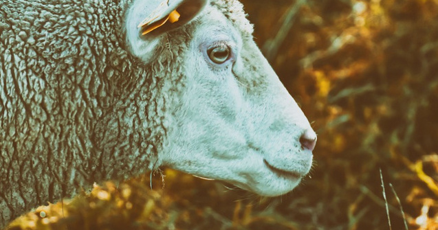 Reprezentantii unui ONG, despre oile salvate din Portul Midia: Le-au aruncat intr-o duba si au plecat imediat