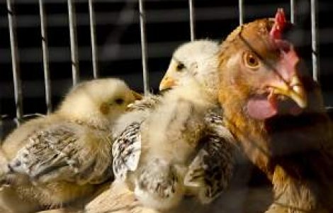 Belarusul restrictioneaza importul de pui din Romania