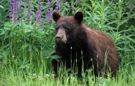 Barbat ranit de urs in apropierea localitatii Valea Doftanei