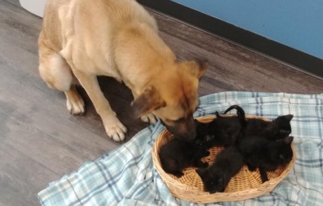 O catelusa fara stapan a salvat de la inghet cinci pisoi abandonati in frig