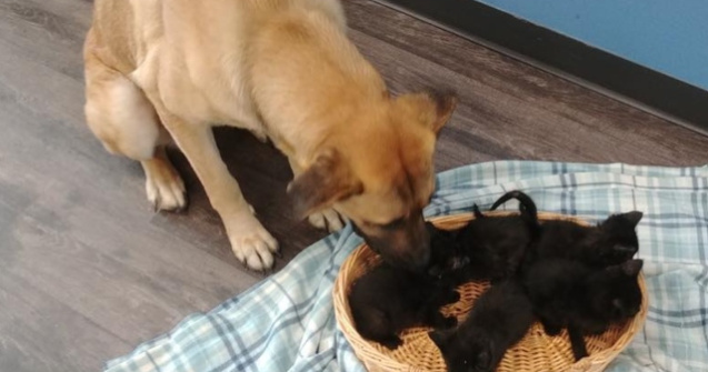 O catelusa fara stapan a salvat de la inghet cinci pisoi abandonati in frig