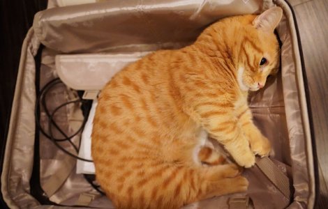  Top  10+1 fotografii care demonstreaza ca animalele sunt mult mai sensibile decat credem