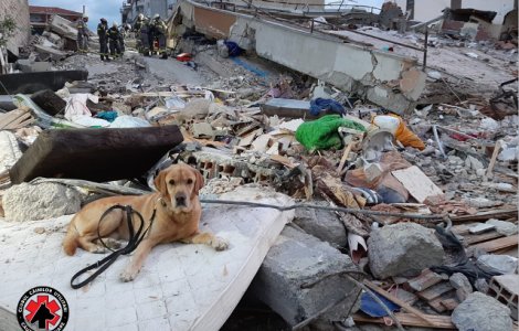 Cainii salvatori din Romania cauta victimele cutremurului din Albania/ FOTO