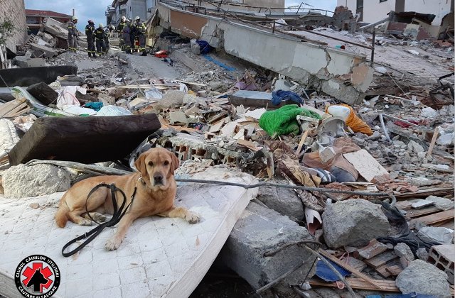 Cainii salvatori din Romania cauta victimele cutremurului din Albania/ FOTO