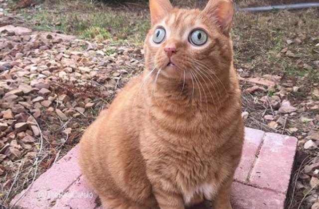 O pisica a devenit celebra gratie privirii hipnotizante/ VIDEO
