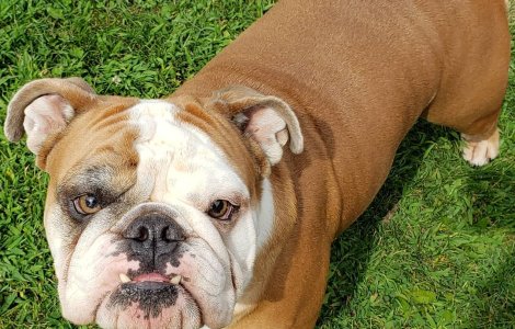 Buldogul Thor, desemnat cainele anului 2019 in SUA