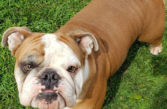 Buldogul Thor, desemnat cainele anului 2019 in SUA