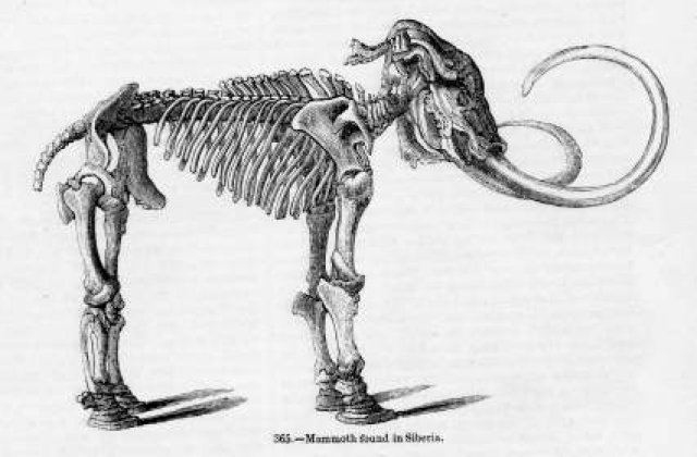Mamutii au supravietuit in Marea Britanie pana acum 14.000 de ani