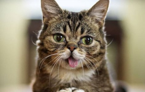 Pisica Lil Bub, vedeta online din 2012, a murit la varsta de 8 ani/ FO