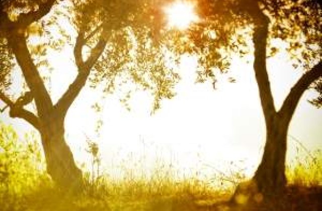 Maslinii din Gradina Ghetsimani, printre cei mai vechi copaci din lume