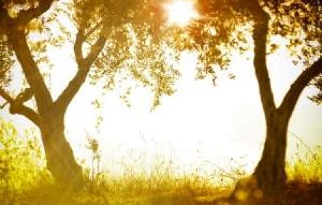 Maslinii din Gradina Ghetsimani, printre cei mai vechi copaci din lume