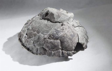 Cea mai veche fosila de broasca testoasa din lume