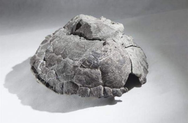 Cea mai veche fosila de broasca testoasa din lume