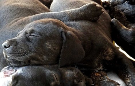 O catelusa a nascut 21 de pui, pe cale naturala