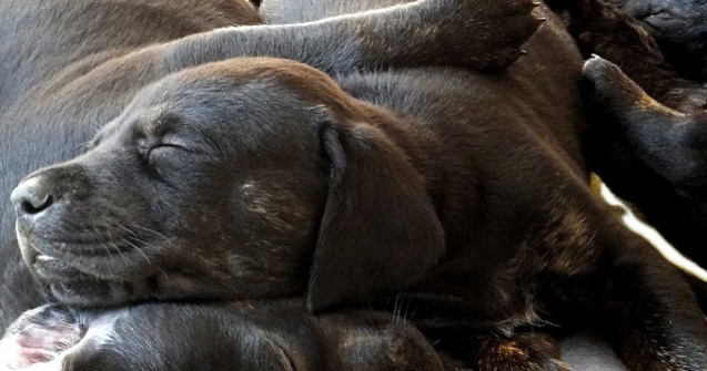 O catelusa a nascut 21 de pui, pe cale naturala