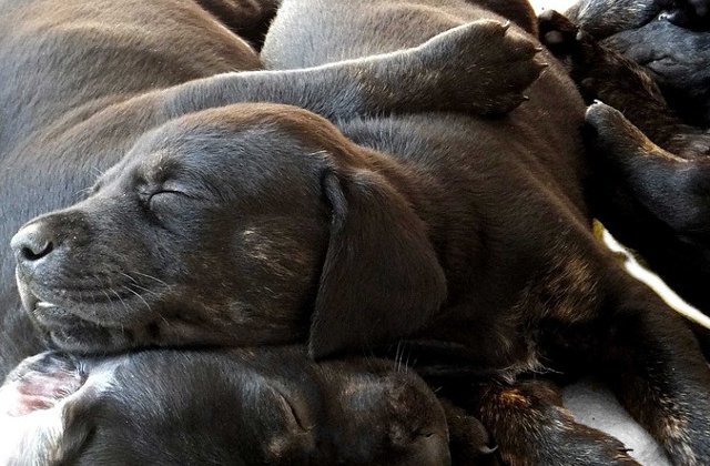 O catelusa a nascut 21 de pui, pe cale naturala