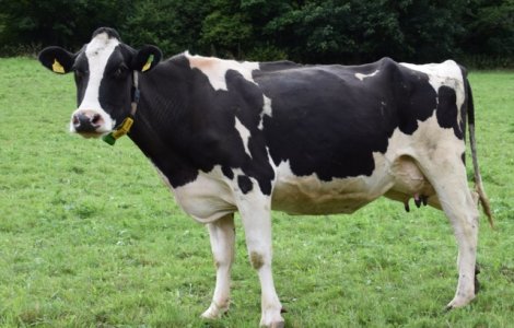 A murit vaca botezata "Lady Gaga"