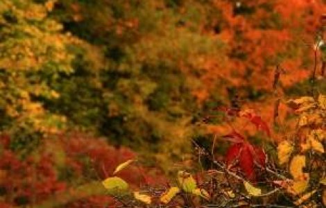 Meteo: Vremea se raceste accentuat la sfarsitul lui octombrie