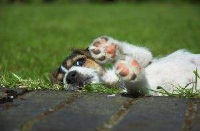 MINUNE de catel: A inviat dupa ce a fost otravit si ingropat de viu