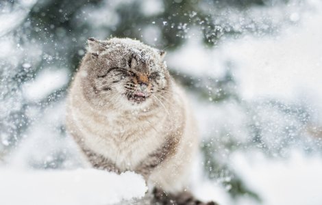  Top  10+ imagini care arata cat de complicata e relatia animalelor cu zapad