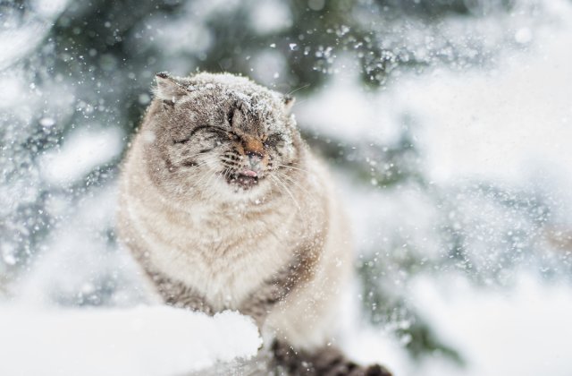 Entuziasm vs dezgust: 10+ imagini ilare care surprind reactiile animalelor cand intra in contact cu zapada