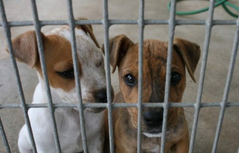 Din lumea necuvantatoarelor gay