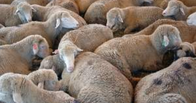 Tunisienii se tem sa consume carne de oaie importata din Romania