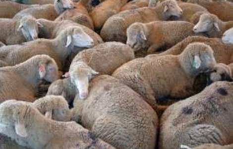 Tunisienii se tem sa consume carne de oaie importata din Romania