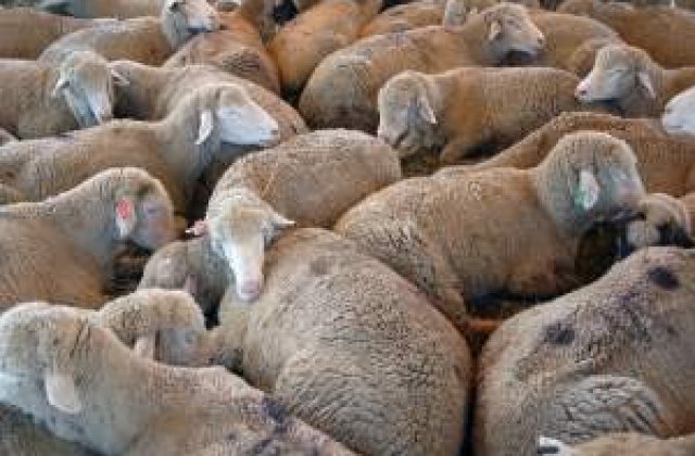 Tunisienii se tem sa consume carne de oaie importata din Romania