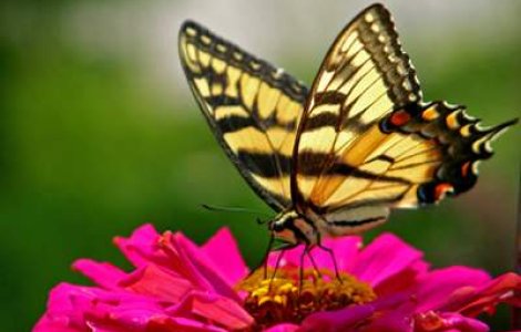 A inceput migratia fluturilor monarh