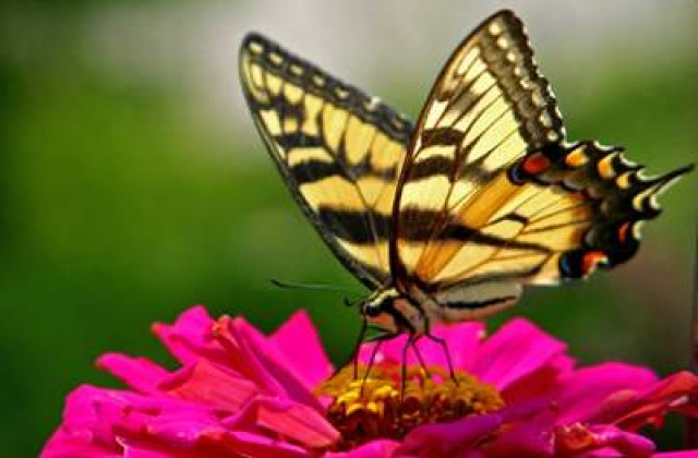 A inceput migratia fluturilor monarh