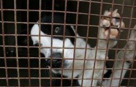 Incendiu la adapostul de animale: O femeie si 120 de caini si pisici au murit