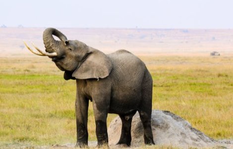 Un elefant salbatic a omorat doua femei, iar alte patru au fost ranite