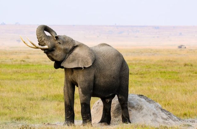 Un elefant salbatic a omorat doua femei, iar alte patru au fost ranite
