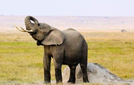 Un elefant salbatic a omorat doua femei, iar alte patru au fost ranite